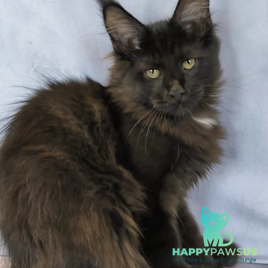 Kaida Maine Coon female black with white - live animals