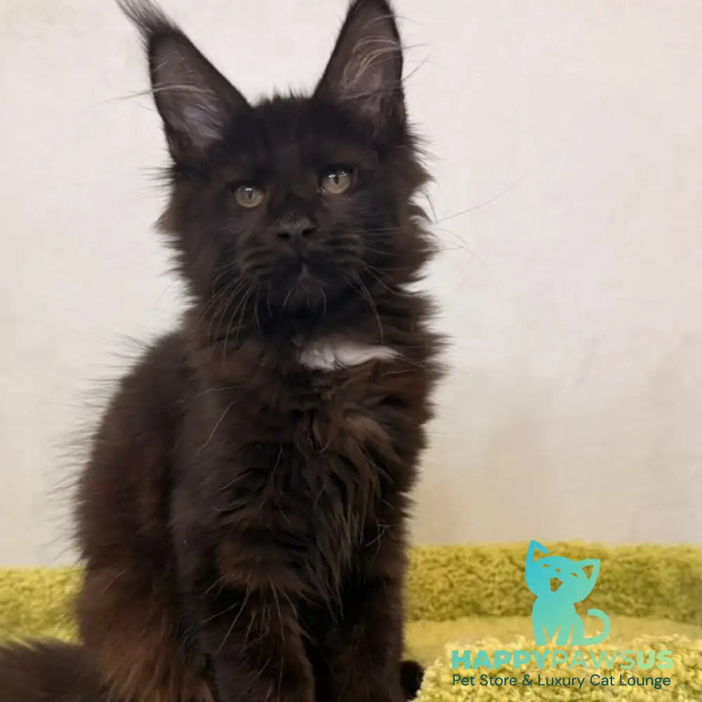 Kaida Maine Coon female black with white - live animals