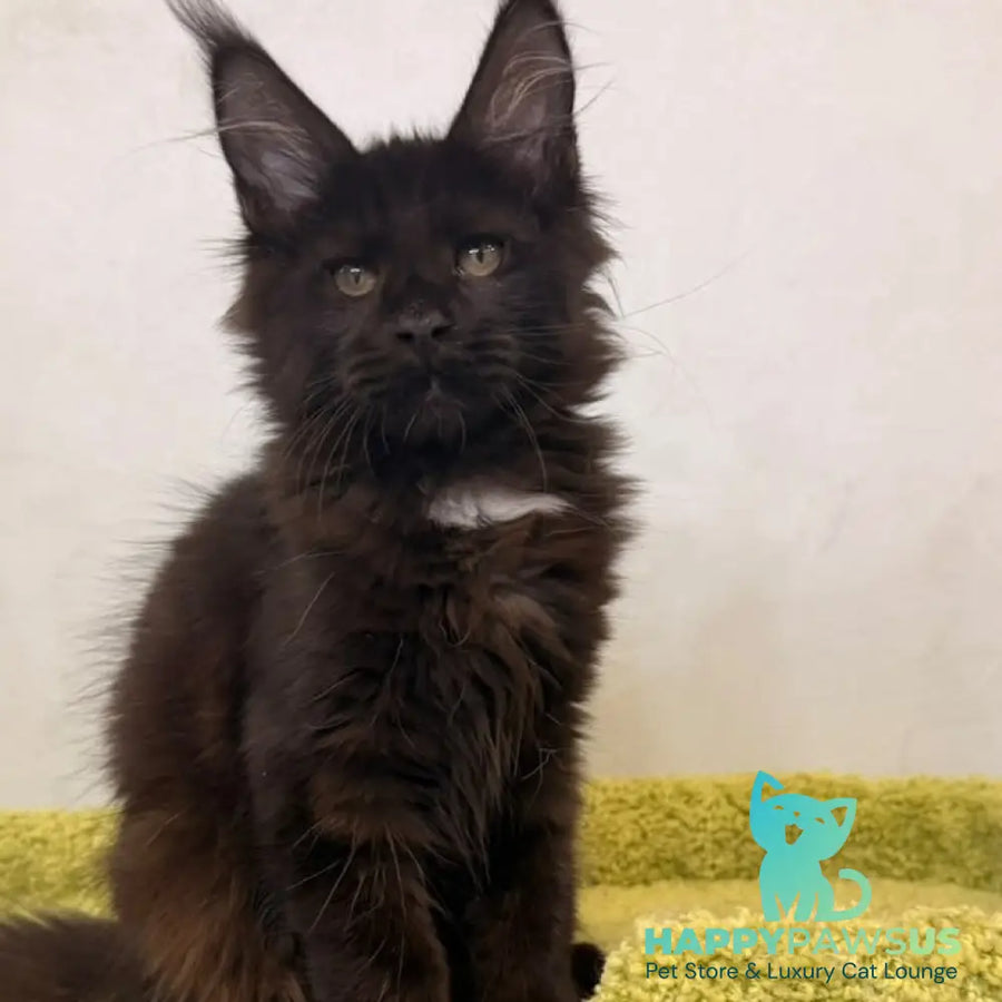 Kaida Maine Coon female black with white - live animals