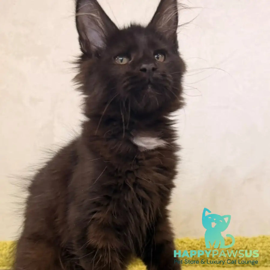 Kaida Maine Coon female black with white - live animals