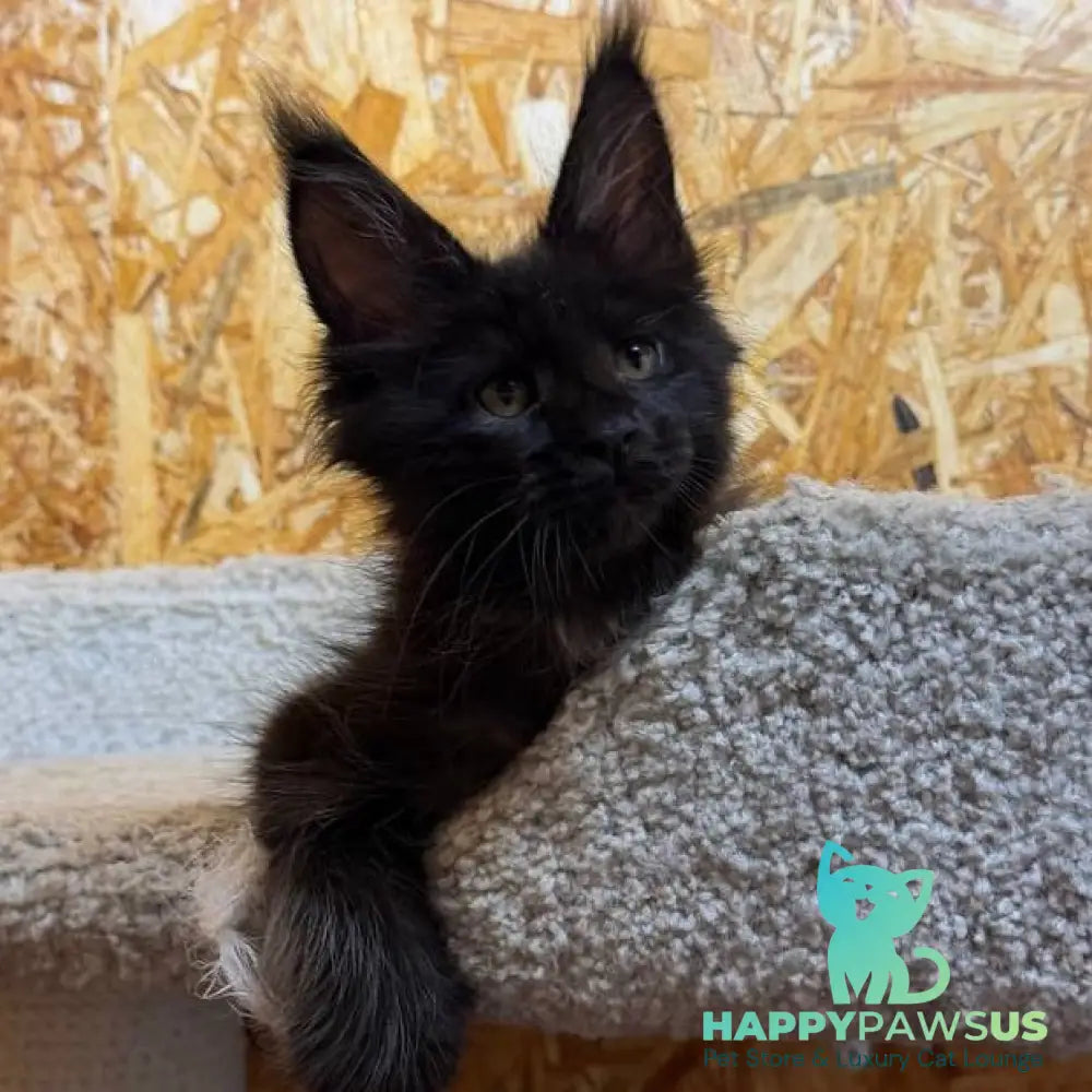 Kaida Maine Coon male black with white - live animals