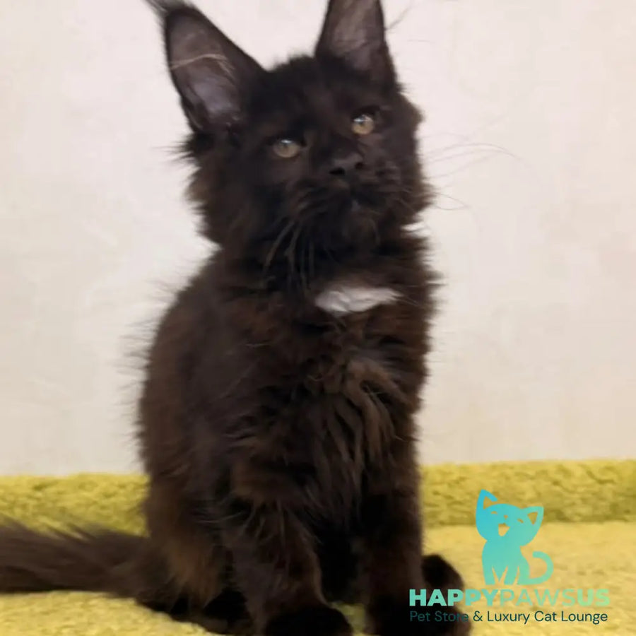 Kaida Maine Coon female black with white - live animals