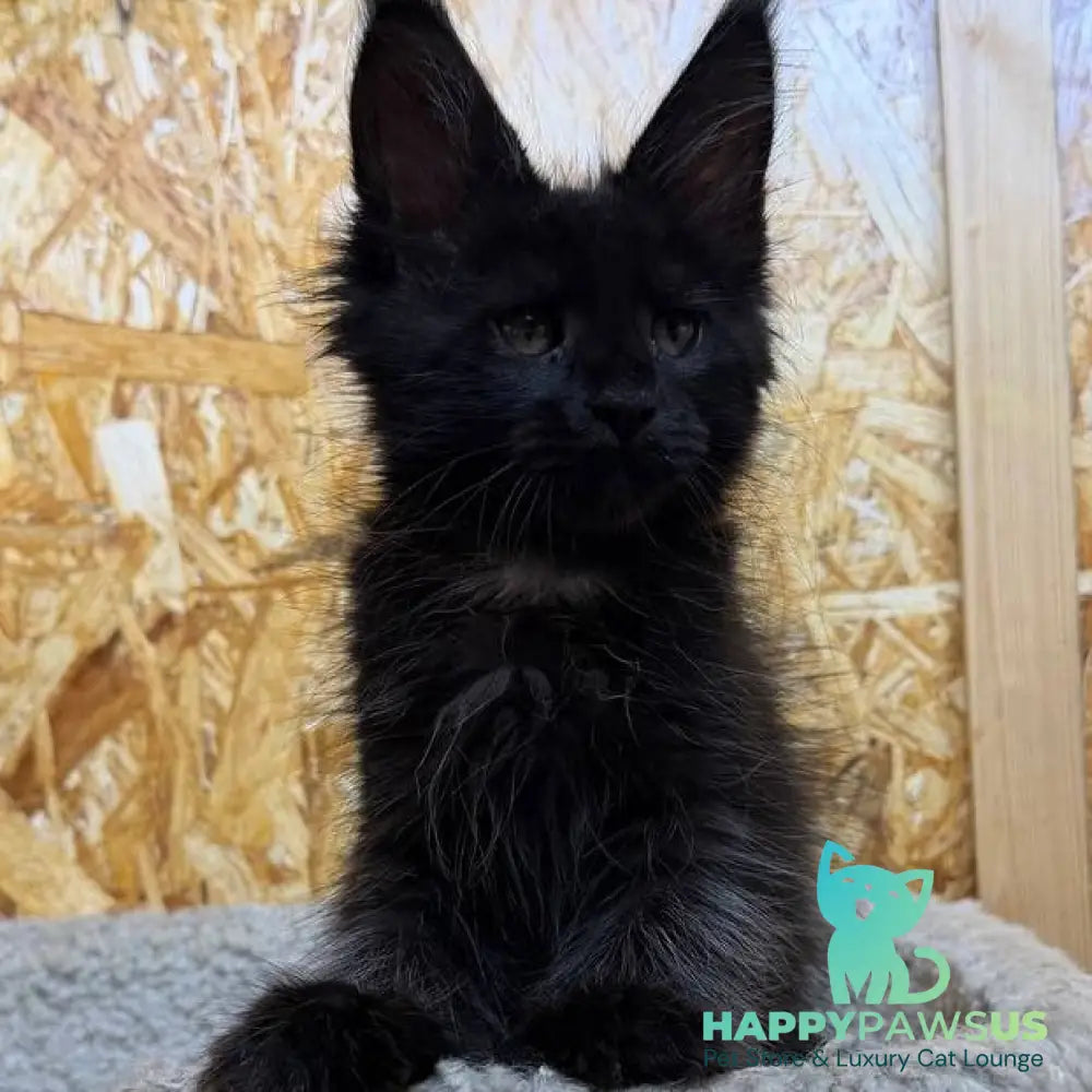 Kaida Maine Coon male black with white - live animals