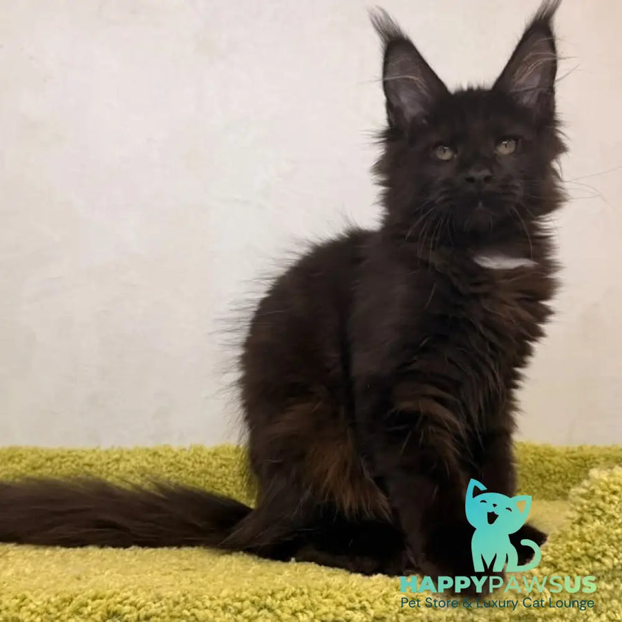 Kaida Maine Coon female black with white - live animals