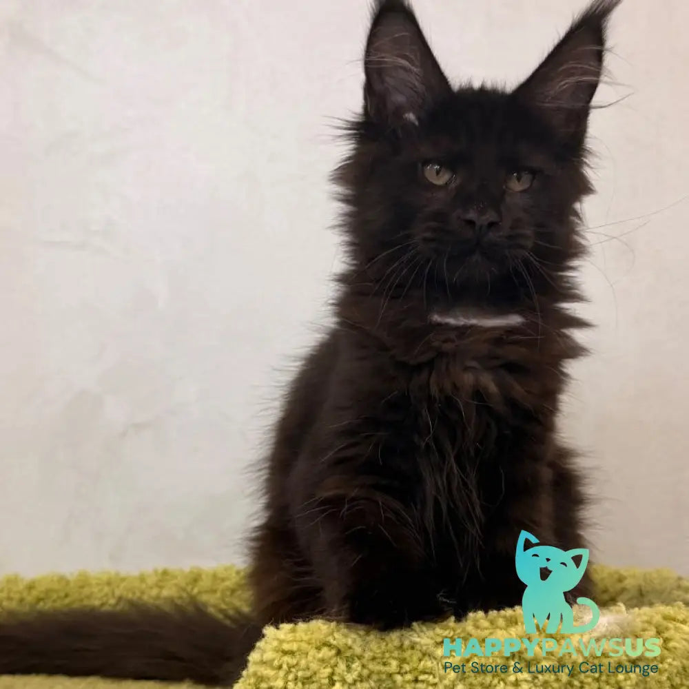 Kaida Maine Coon female black with white - live animals