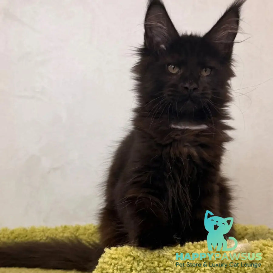 Kaida Maine Coon female black with white - live animals