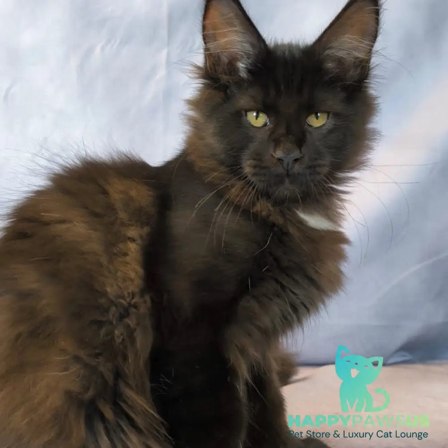 Kaida Maine Coon female black with white - live animals