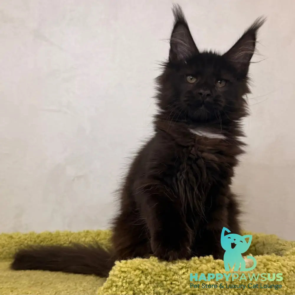 Kaida Maine Coon female black with white - live animals