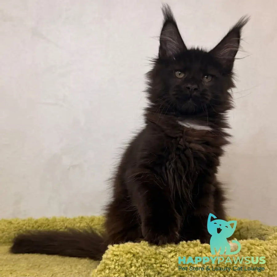 Kaida Maine Coon female black with white - live animals