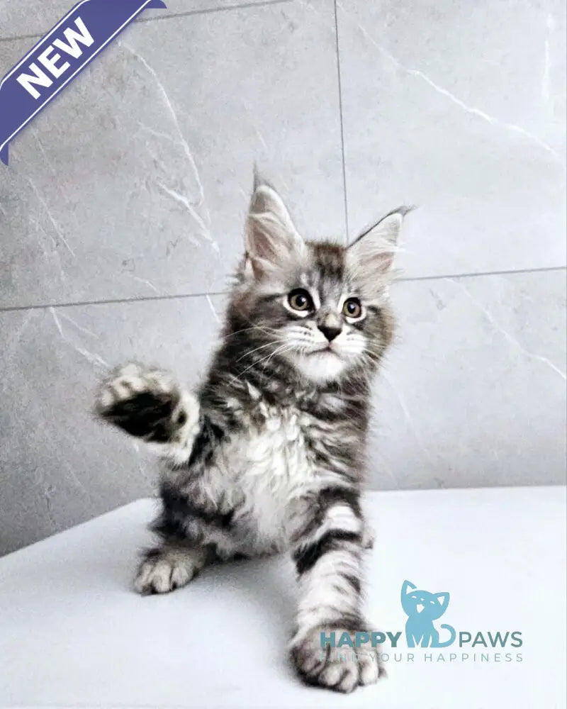Kaif Maine Coon male black silver tabby live animals