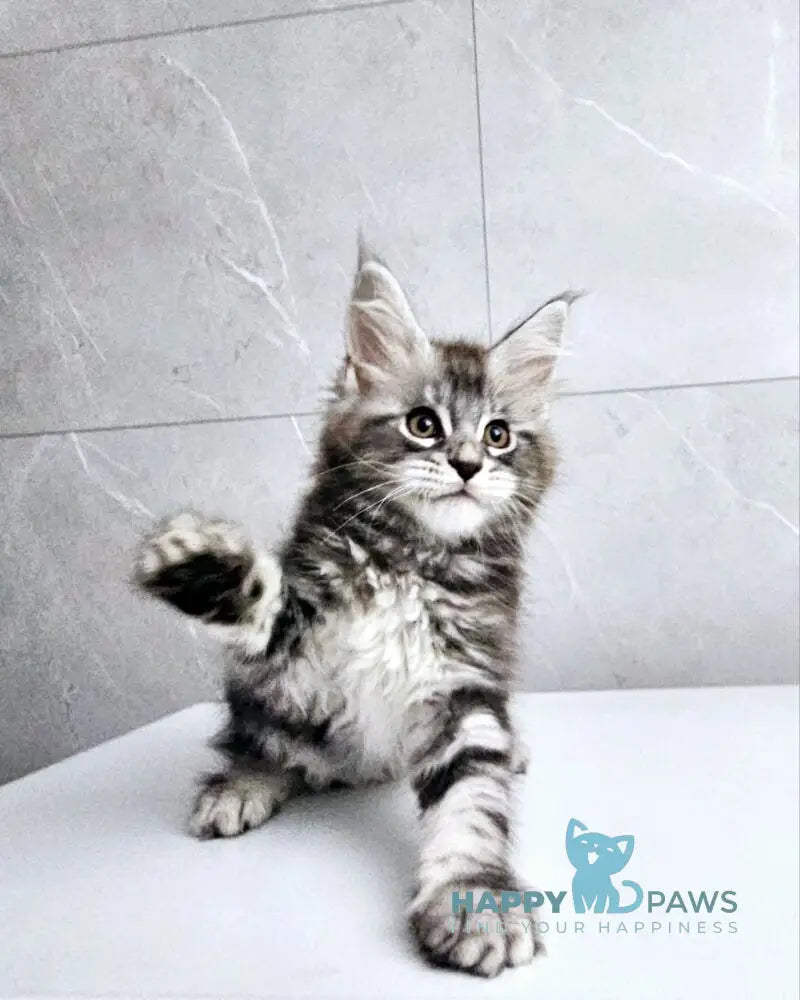 Kaif Maine Coon male black silver tabby live animals