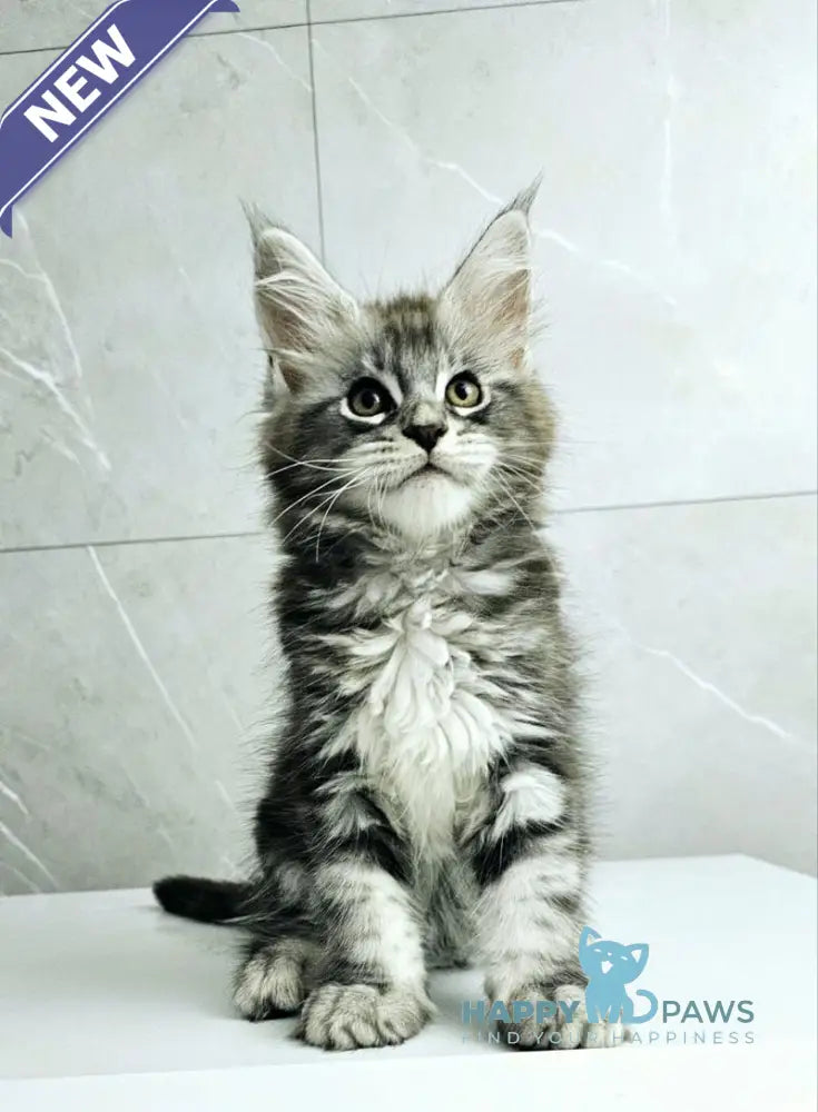 Kaif Maine Coon male black silver tabby live animals