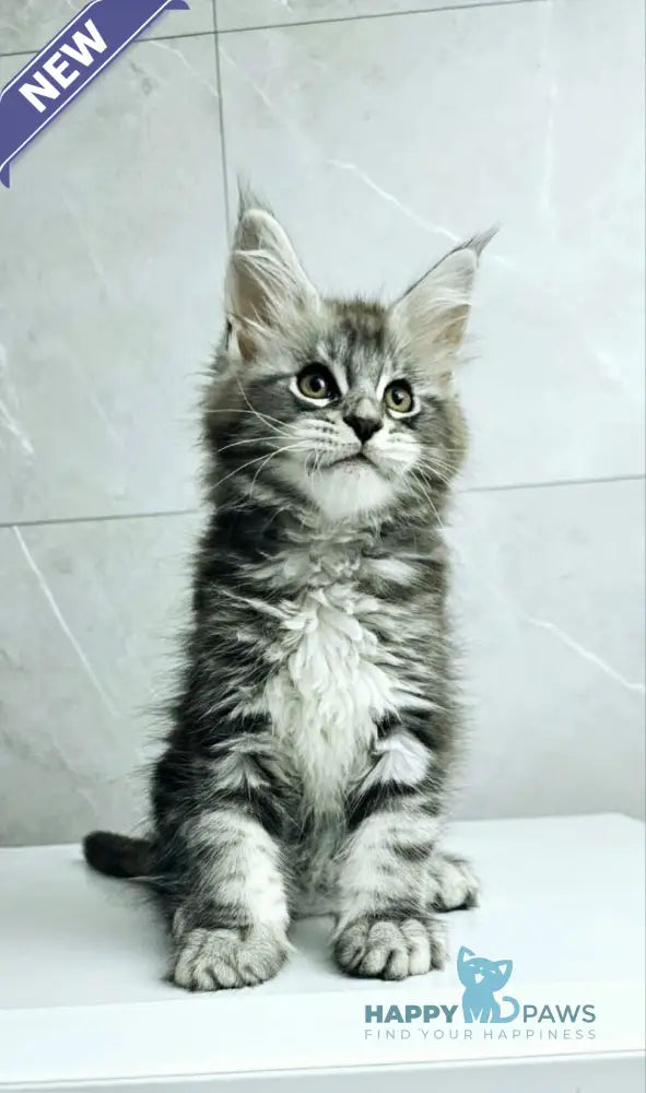 Kaif Maine Coon male black silver tabby live animals