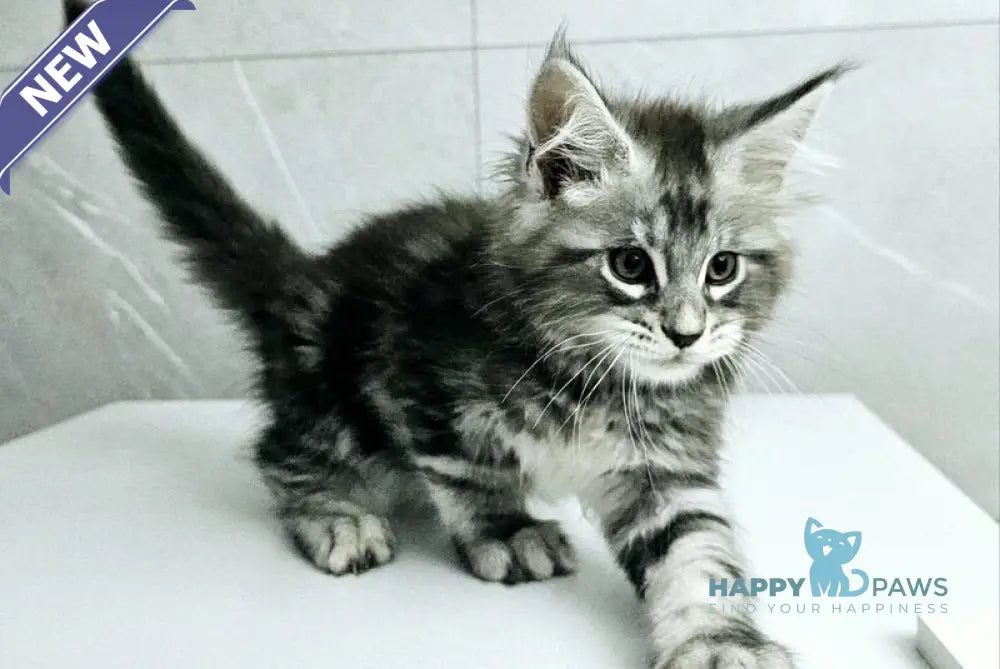 Kaif Maine Coon male black silver tabby live animals