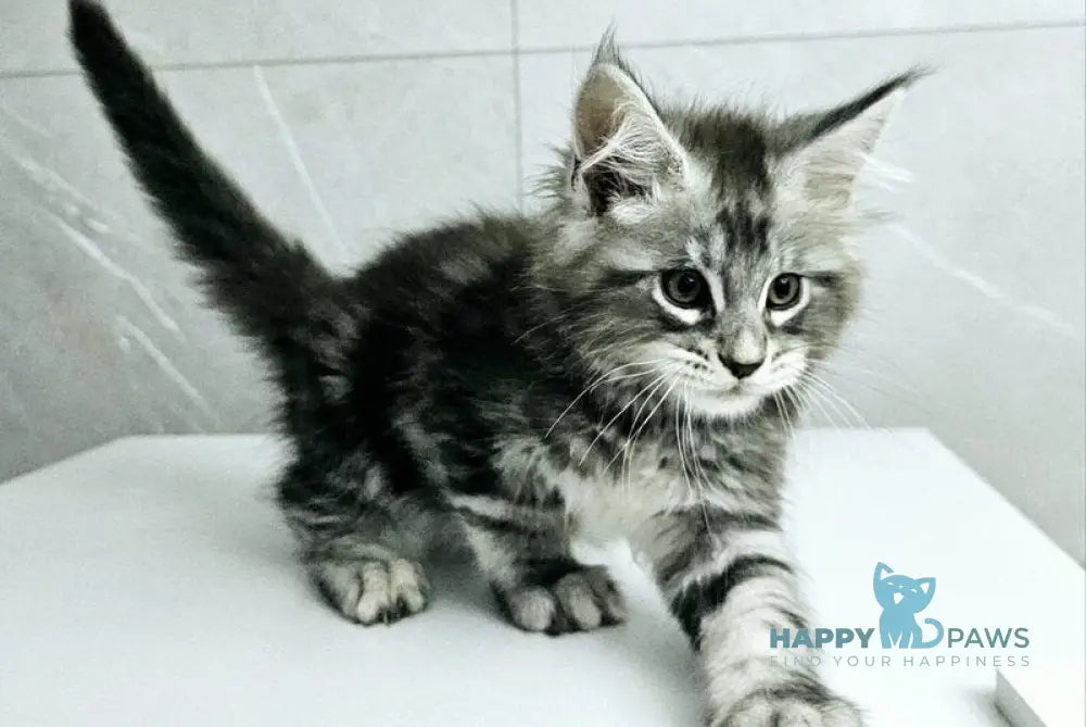 Kaif Maine Coon male black silver tabby live animals