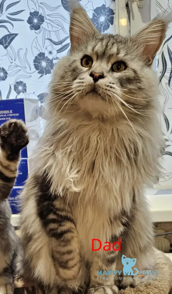 Kaif Maine Coon male black silver tabby live animals