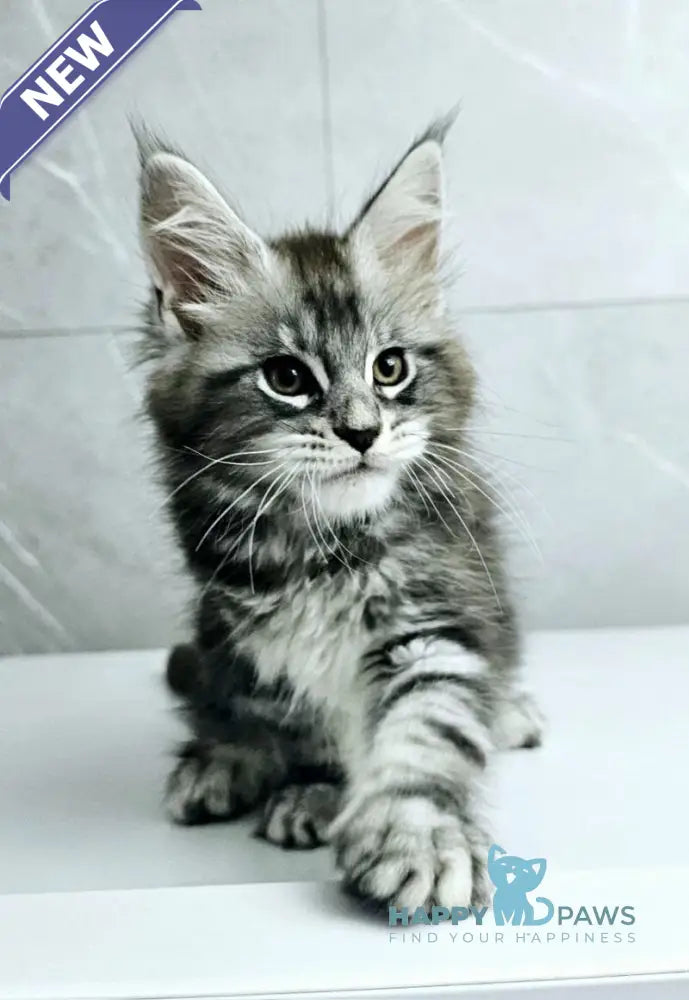 Kaif Maine Coon male black silver tabby live animals