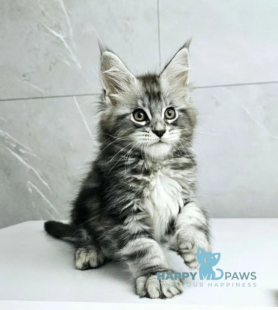 Kaif Maine Coon male black silver tabby live animals