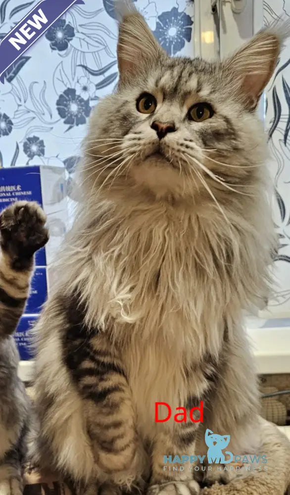 Kaif Maine Coon male black silver tabby live animals