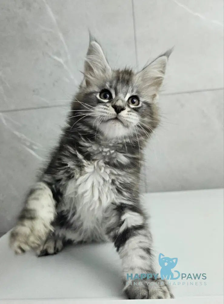 Kaif Maine Coon male black silver tabby live animals