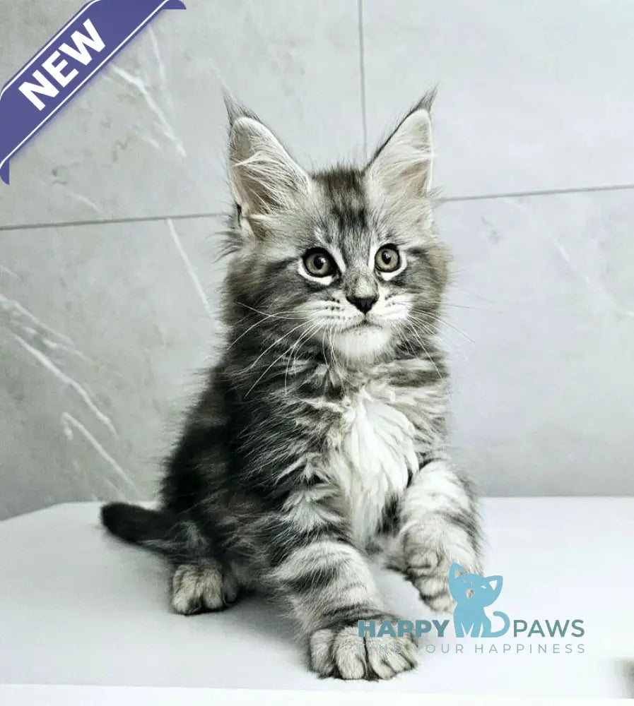 Kaif Maine Coon male black silver tabby live animals