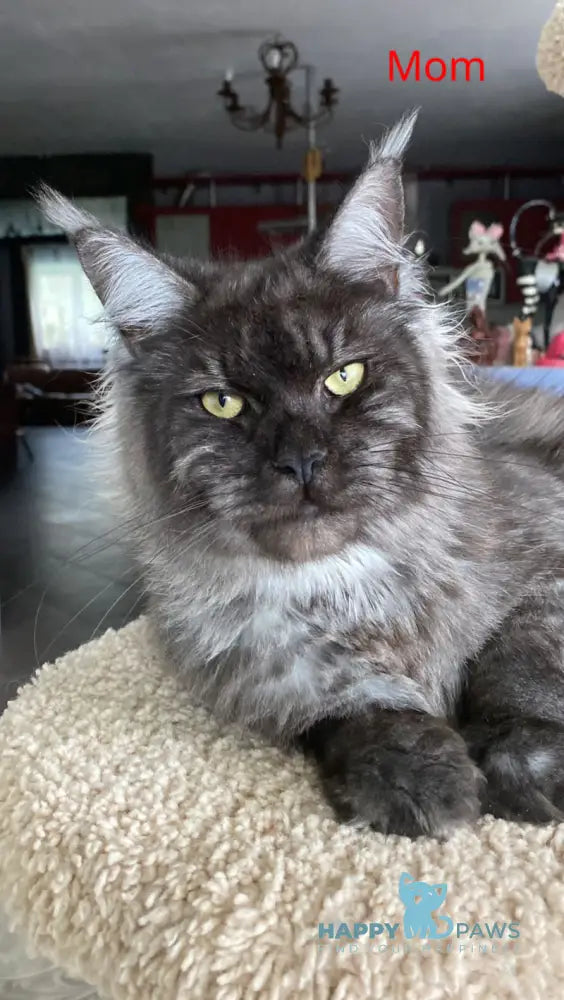 Kaif Maine Coon male black silver tabby live animals