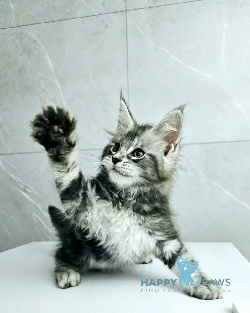 Kaif Maine Coon male black silver tabby live animals