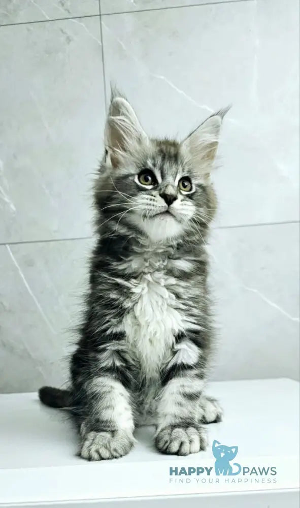 Kaif Maine Coon male black silver tabby live animals