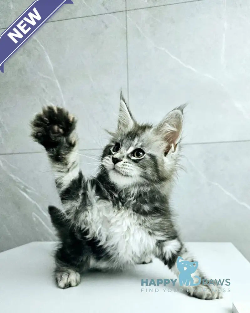 Kaif Maine Coon male black silver tabby live animals