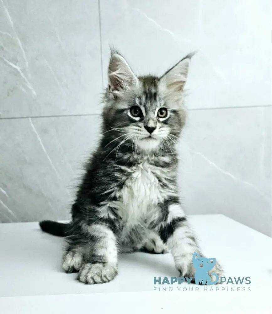 Kaif Maine Coon male black silver tabby live animals