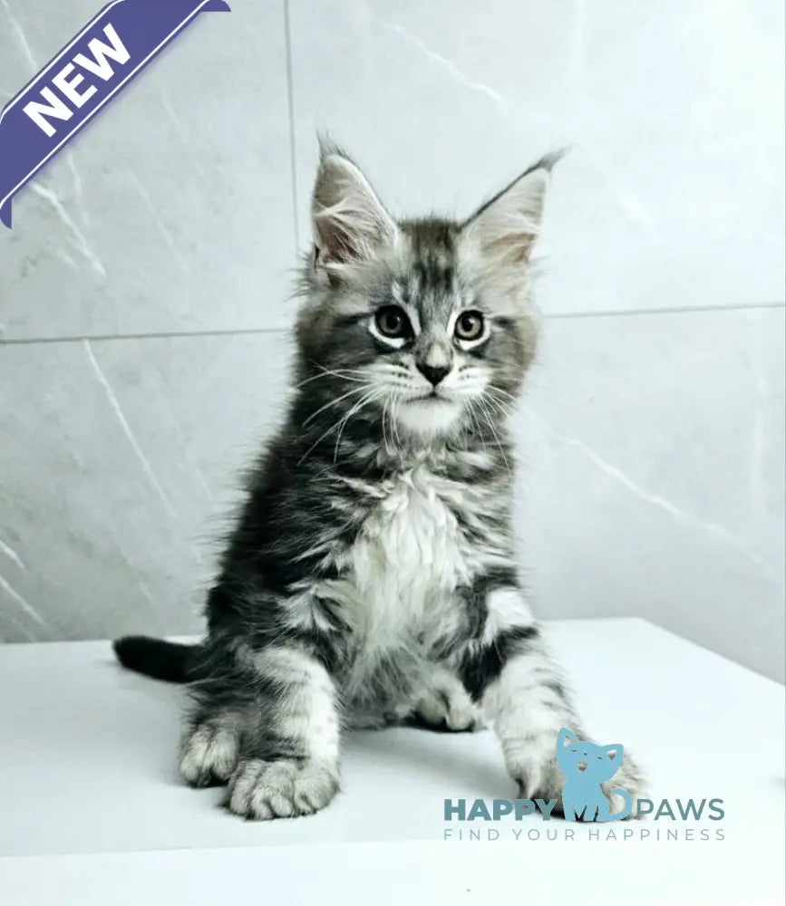 Kaif Maine Coon male black silver tabby live animals