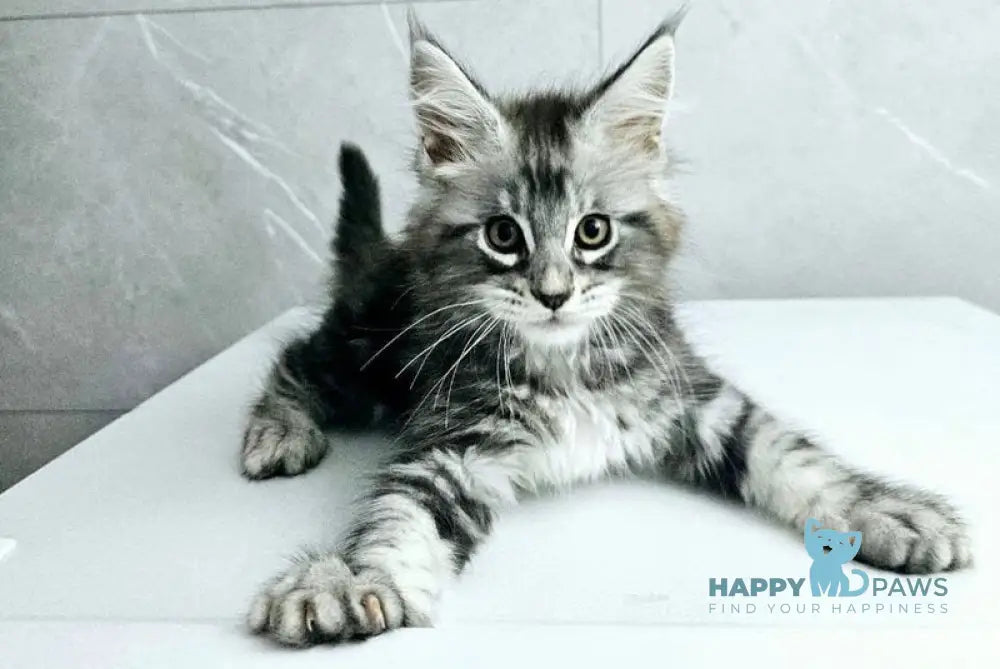 Kaif Maine Coon male black silver tabby live animals