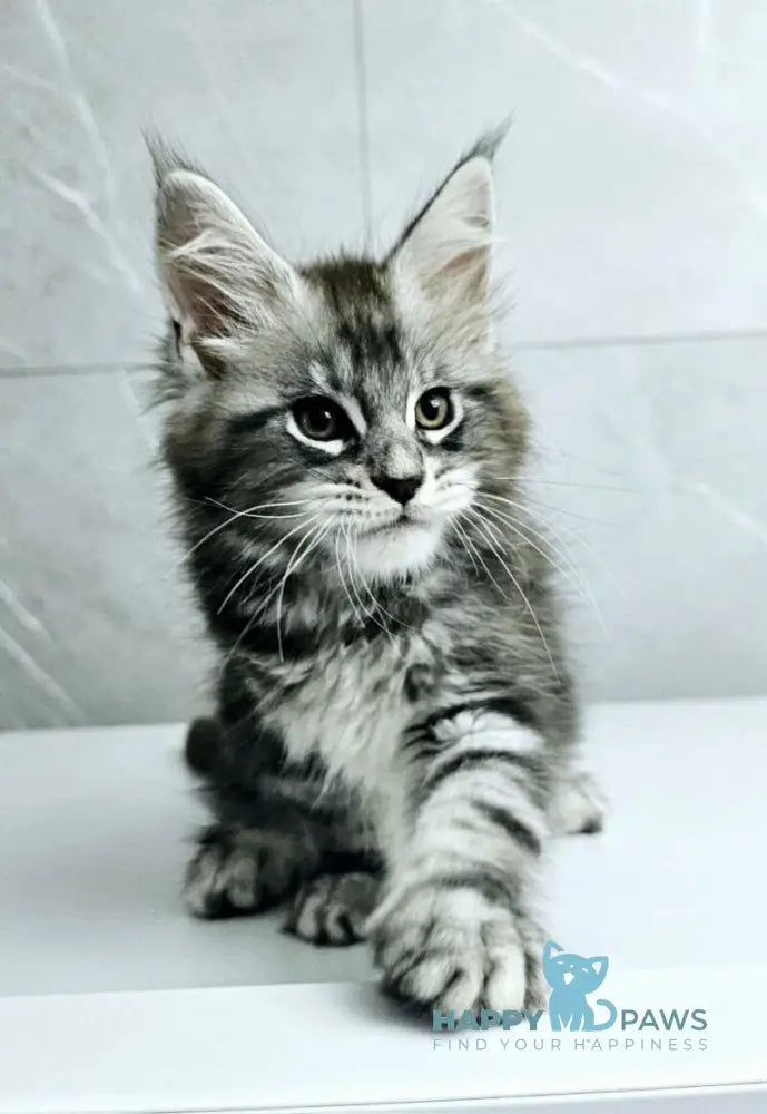 Kaif Maine Coon male black silver tabby live animals