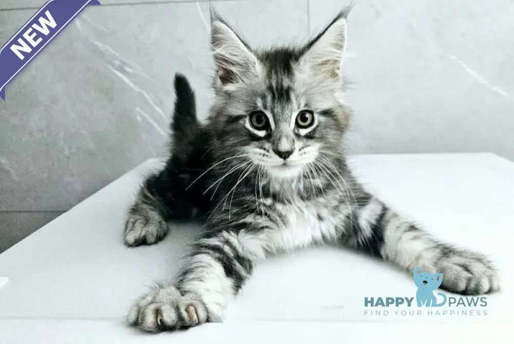 Kaif Maine Coon male black silver tabby live animals