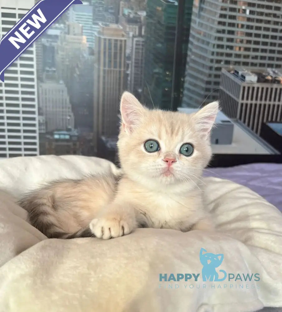 Kail British Shorthair male blue golden chinchilla live animals