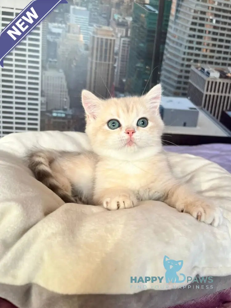 Kail British Shorthair male blue golden chinchilla live animals