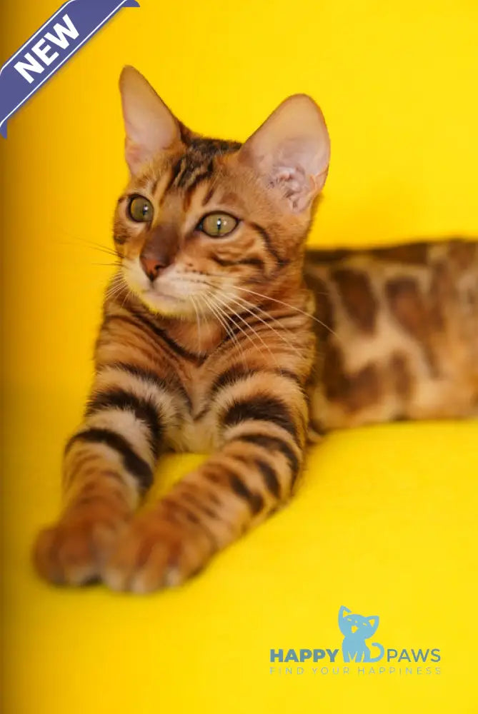 Kailas Bengal male black spotted tabby live animals