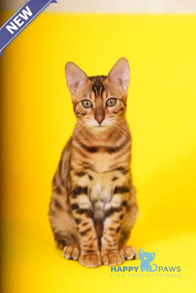 Kailas Bengal male black spotted tabby live animals