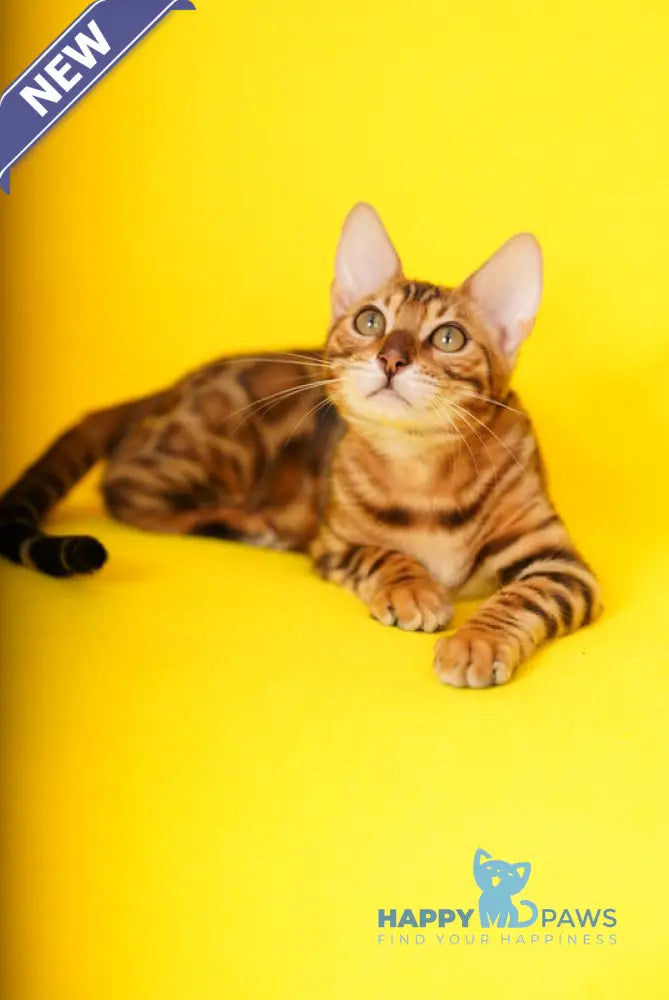 Kailas Bengal male black spotted tabby live animals