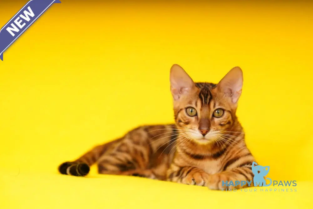 Kailas Bengal male black spotted tabby live animals