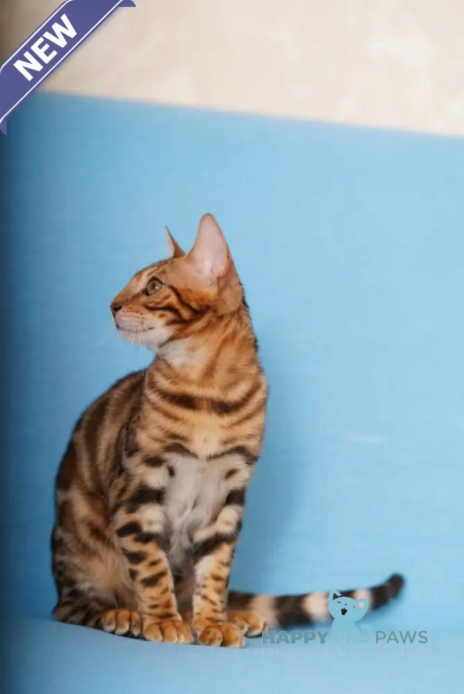 Kailas Bengal male black spotted tabby live animals