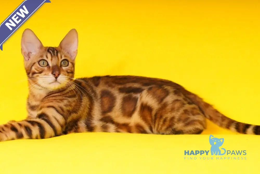 Kailas Bengal male black spotted tabby live animals