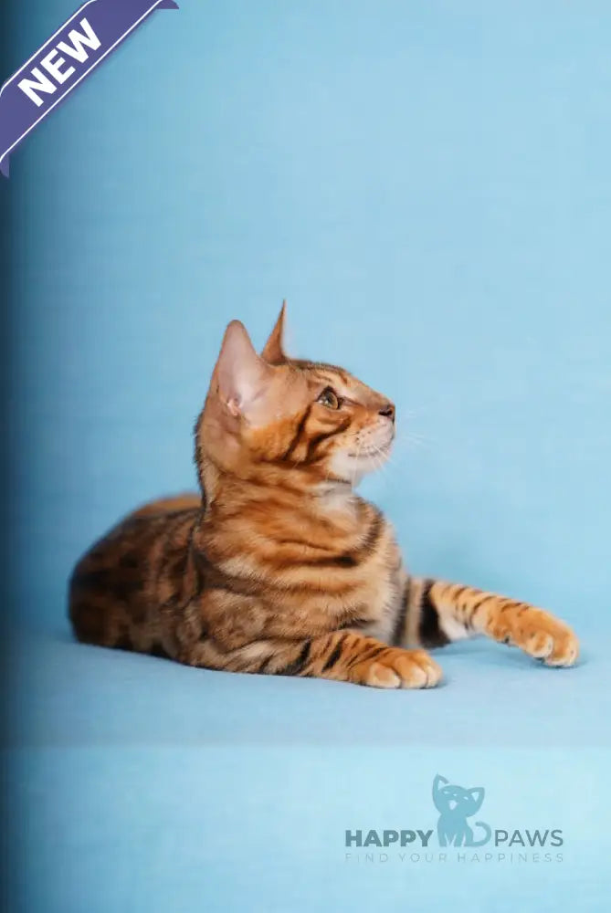 Kailas Bengal male black spotted tabby live animals