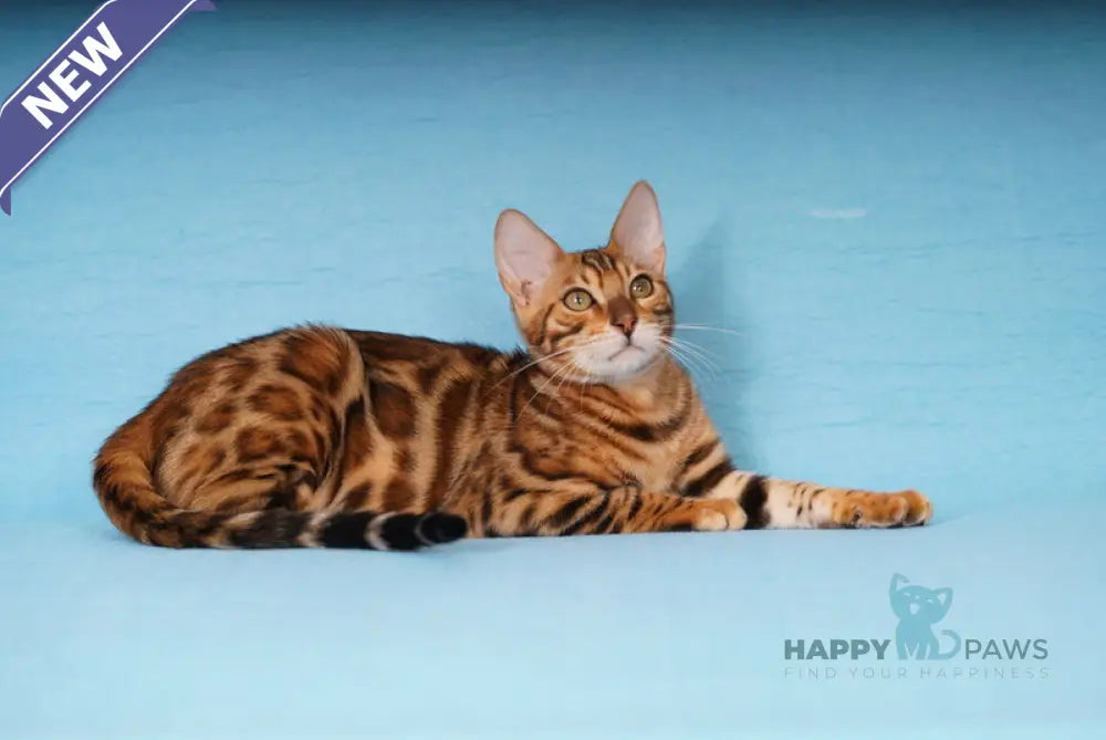 Kailas Bengal male black spotted tabby live animals