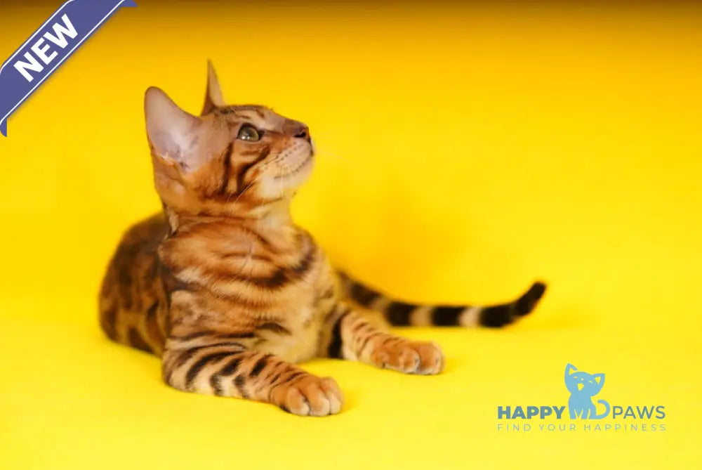 Kailas Bengal male black spotted tabby live animals