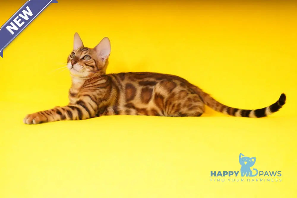 Kailas Bengal male black spotted tabby live animals