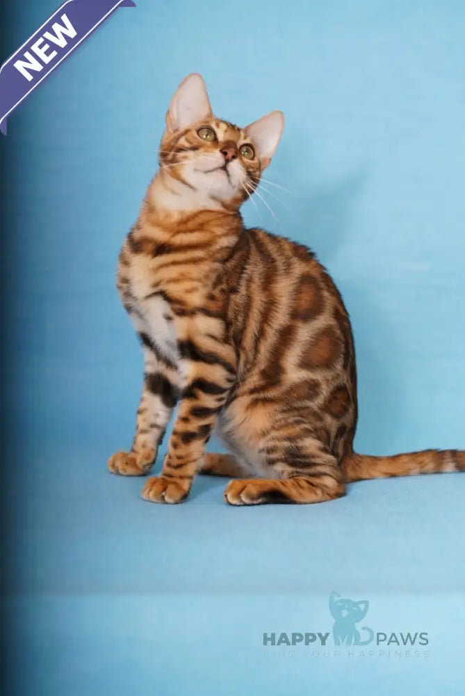 Kailas Bengal male black spotted tabby live animals