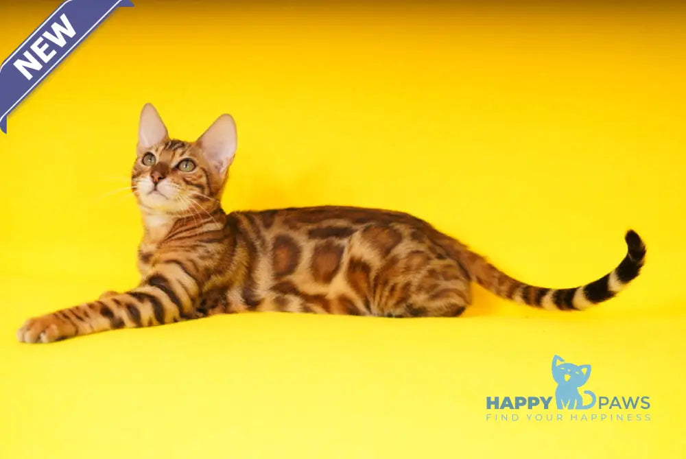 Kailas Bengal male black spotted tabby live animals