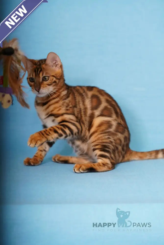 Kailas Bengal male black spotted tabby live animals