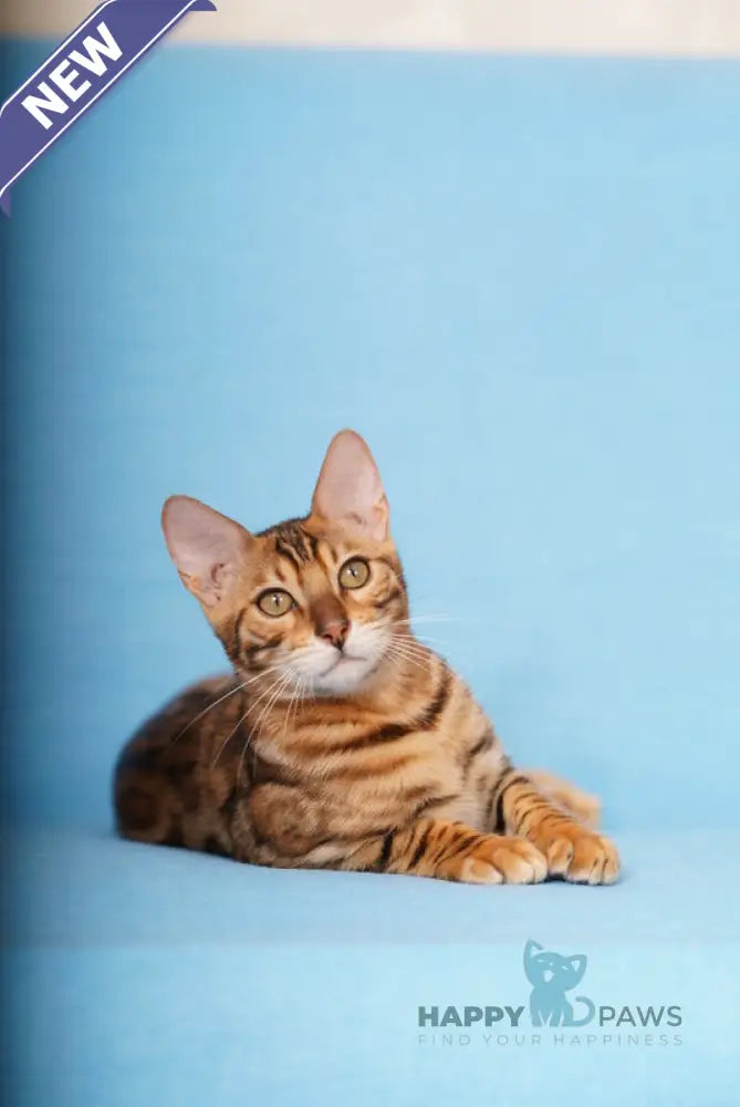 Kailas Bengal male black spotted tabby live animals